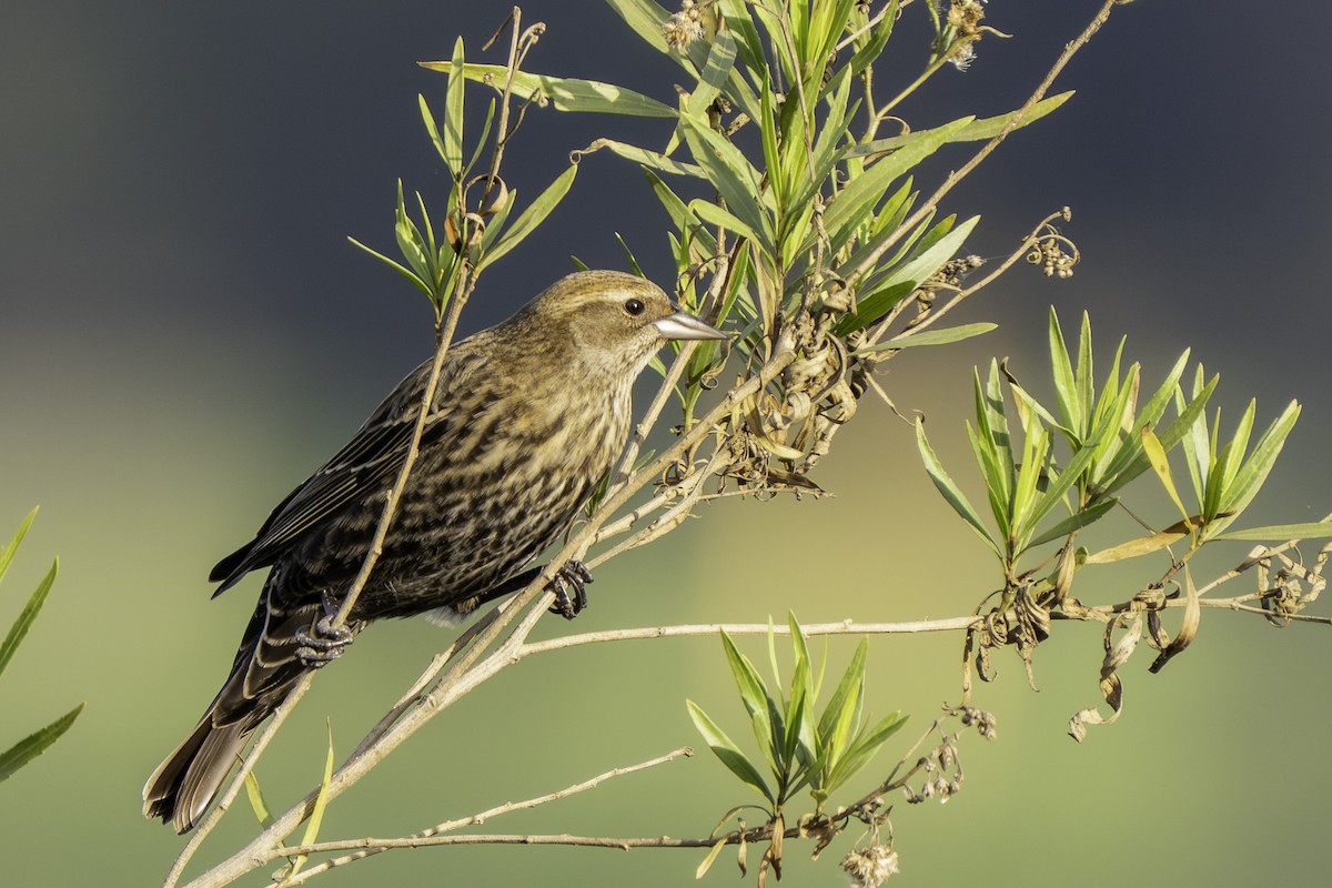 Red-winged Blackbird - ML646387195