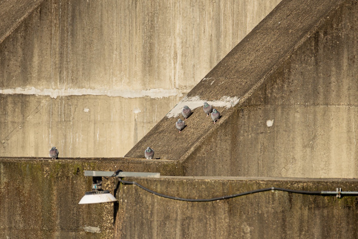 holub útesový - ML646387196