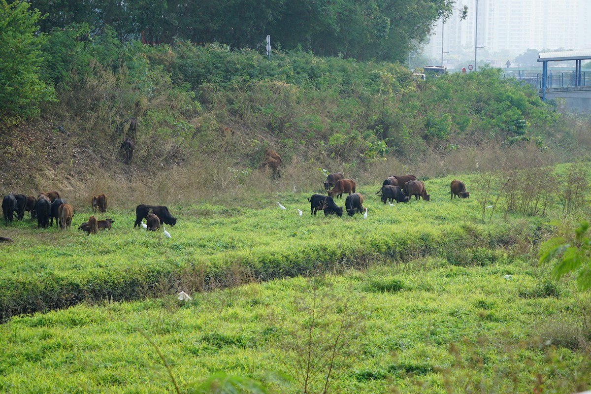 Eastern Cattle-Egret - ML646387197