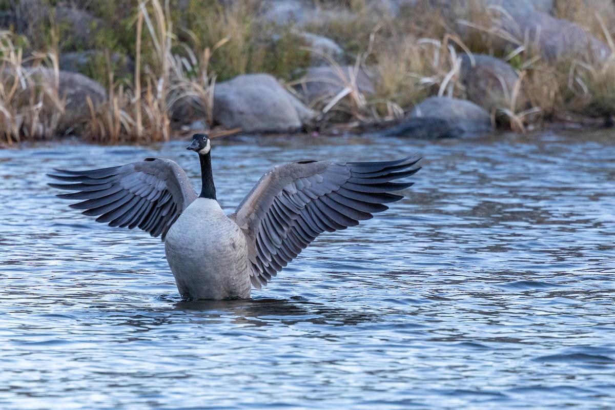 Canada Goose - ML646387198