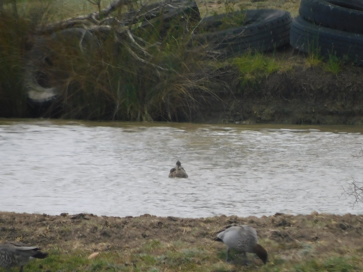 Gray Teal - ML646387200