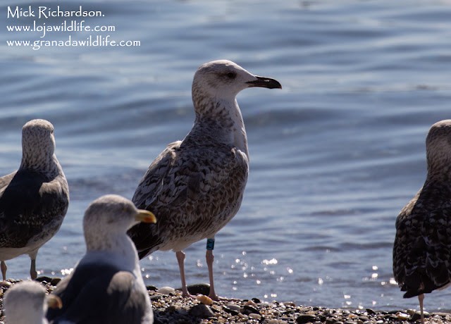 Caspian Gull - ML646387201