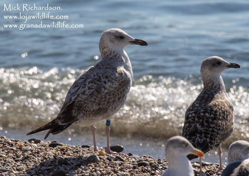 Caspian Gull - ML646387202