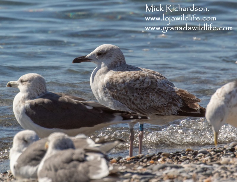 Caspian Gull - ML646387203