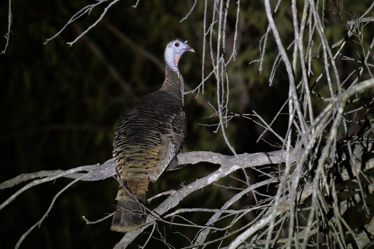 Wild Turkey - ML646387204