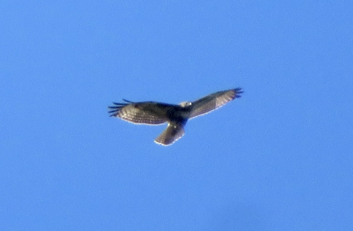 Red-tailed Hawk - ML646387208