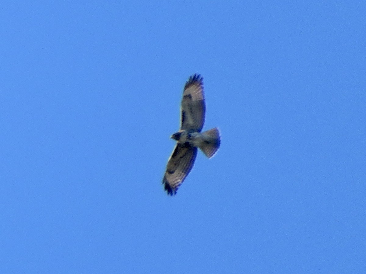Red-tailed Hawk - ML646387209
