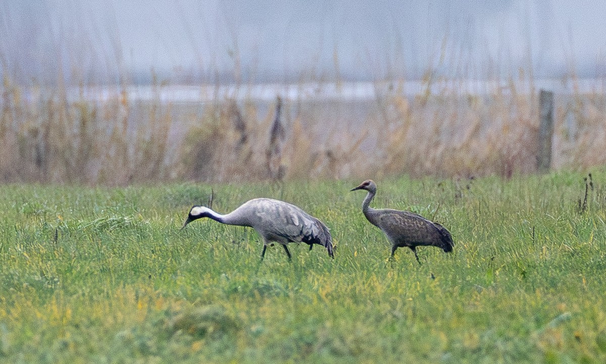 עגור קנדי - ML646387211
