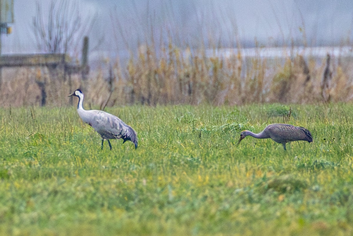 עגור קנדי - ML646387212