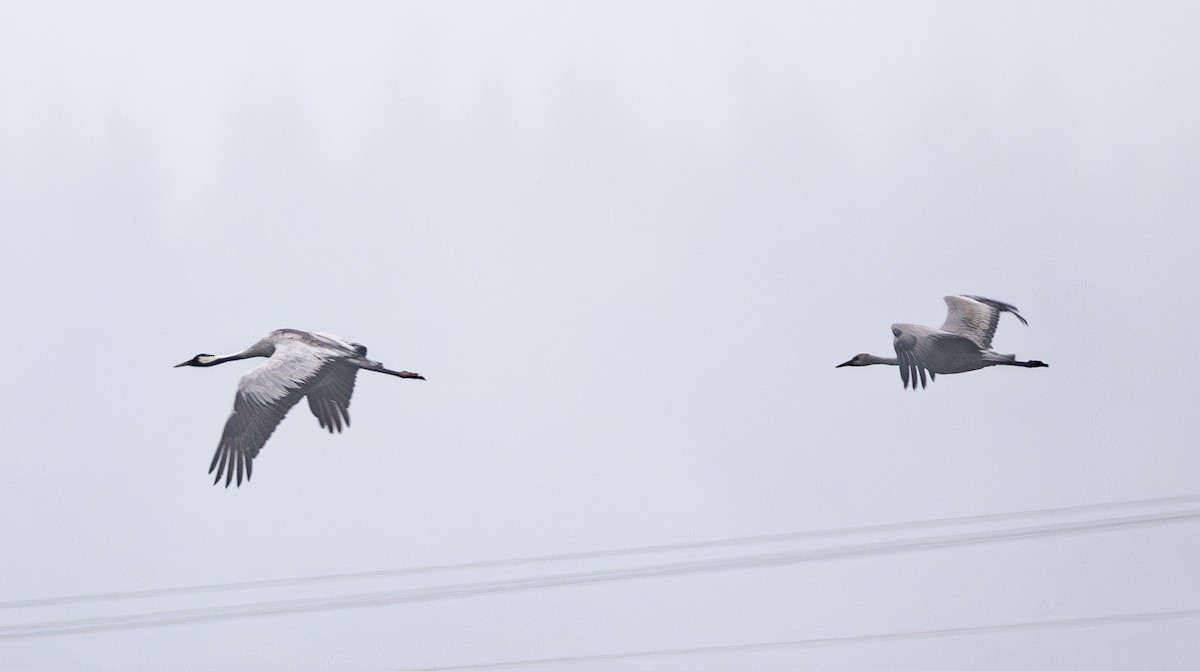 עגור קנדי - ML646387213