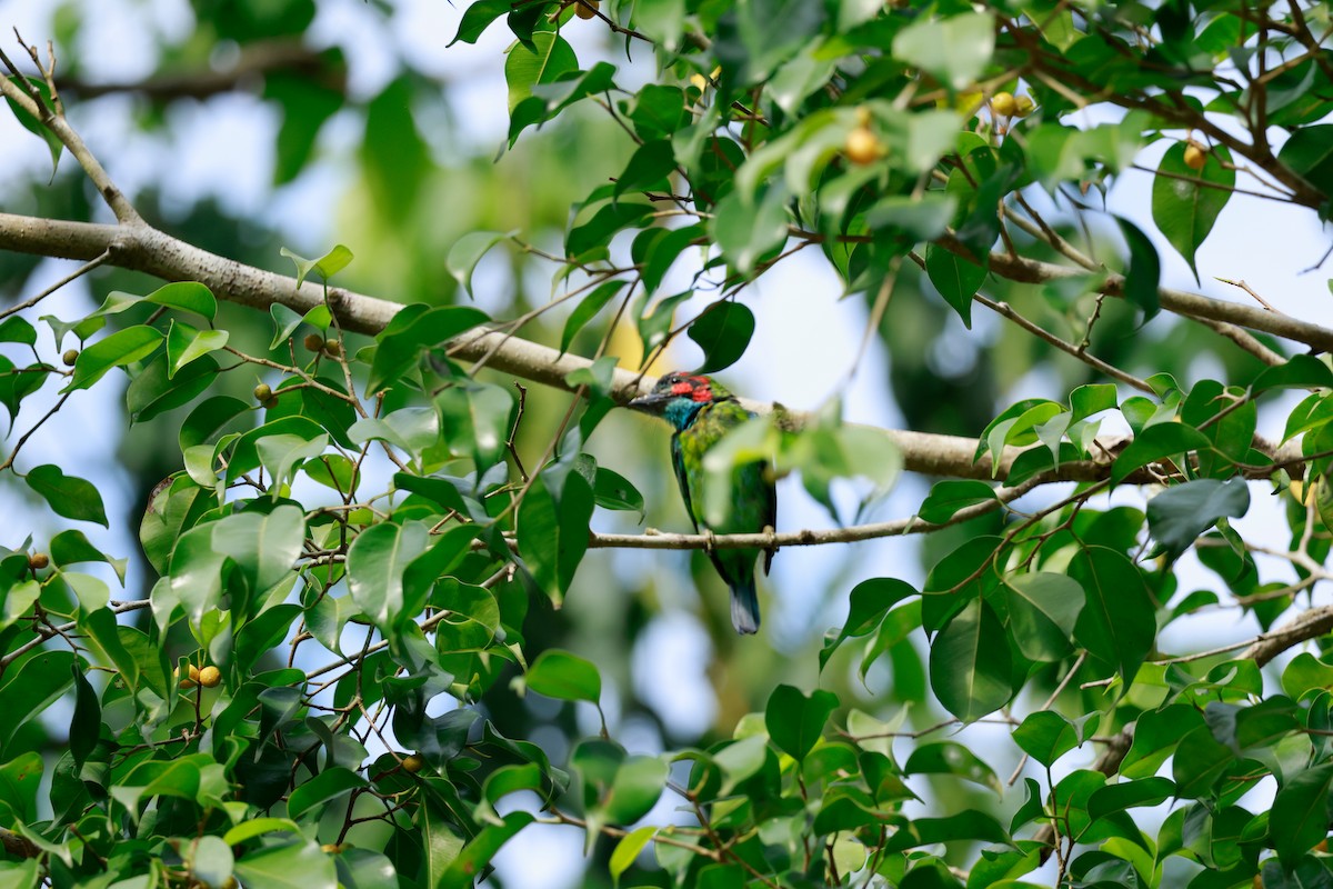 Red-throated Barbet - ML646387214