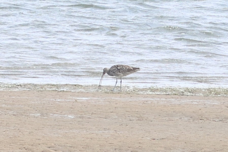 Far Eastern Curlew - ML646387215