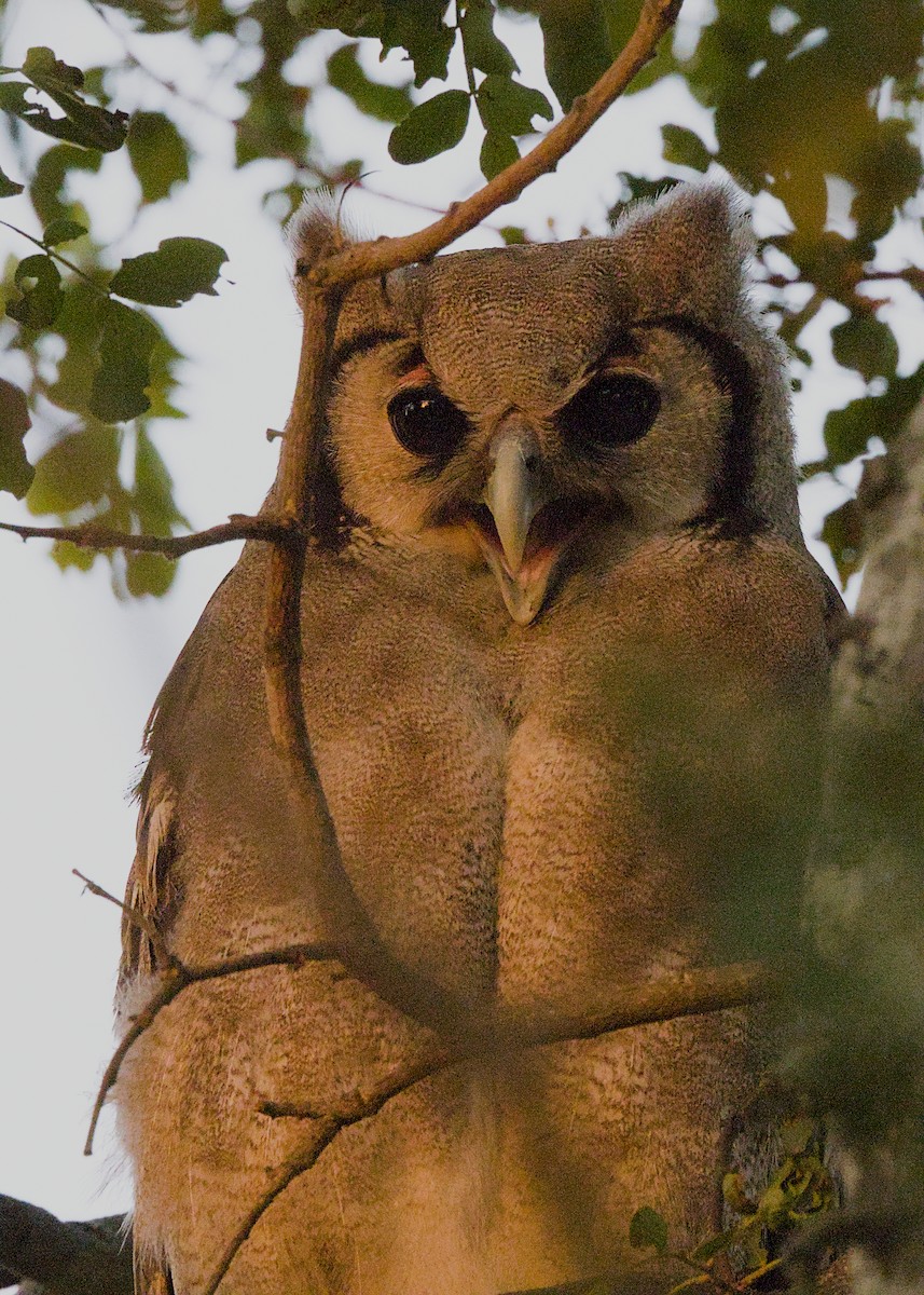 Verreaux's Eagle-Owl - ML646387217