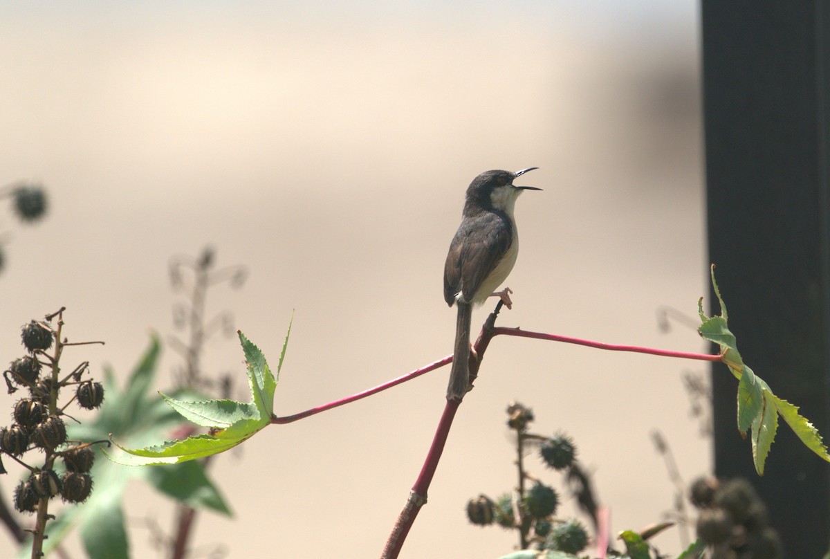 Ashy Prinia - ML646387218