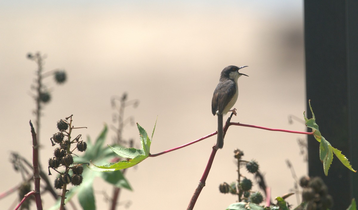 Ashy Prinia - ML646387219