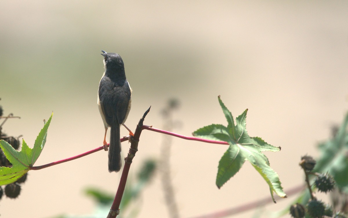 Ashy Prinia - ML646387220
