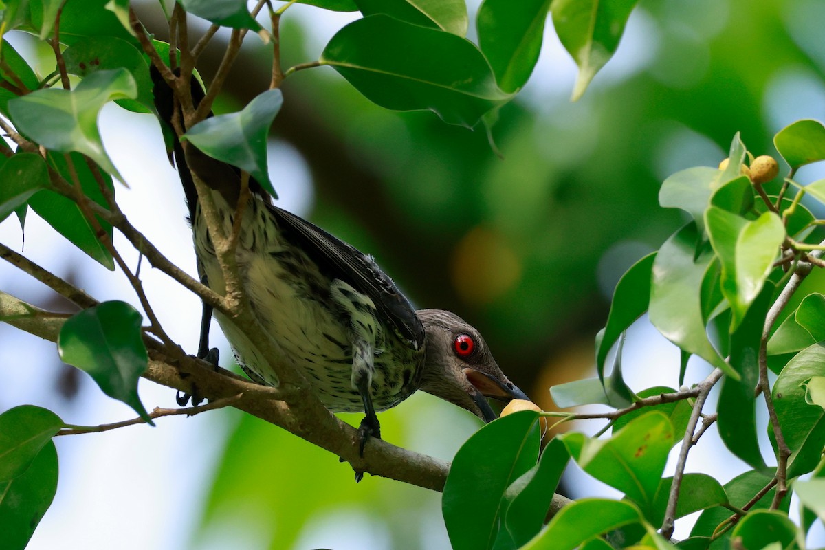Asian Glossy Starling - ML646387221