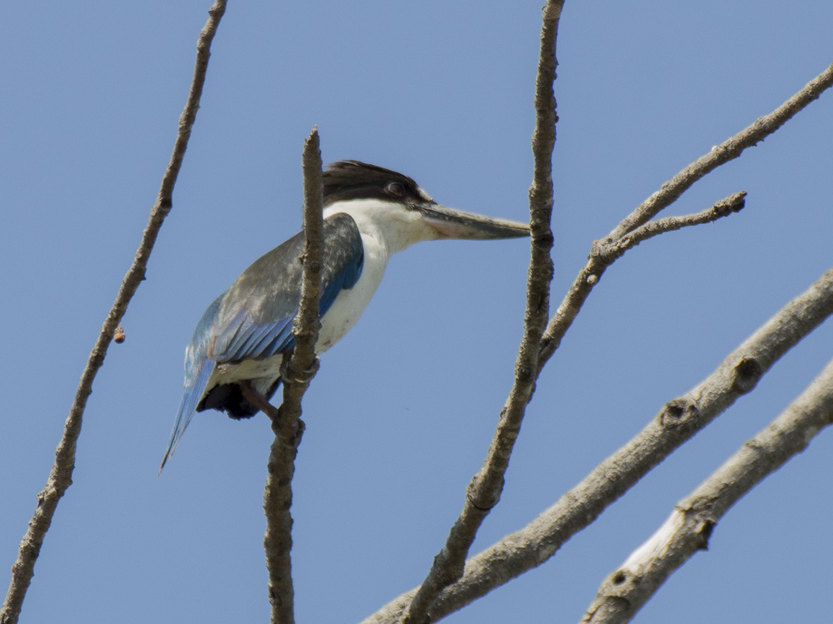 Torresian Kingfisher - ML646387222