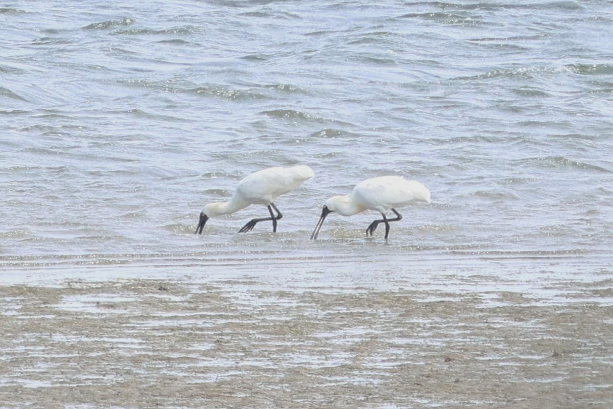 Royal Spoonbill - ML646387223