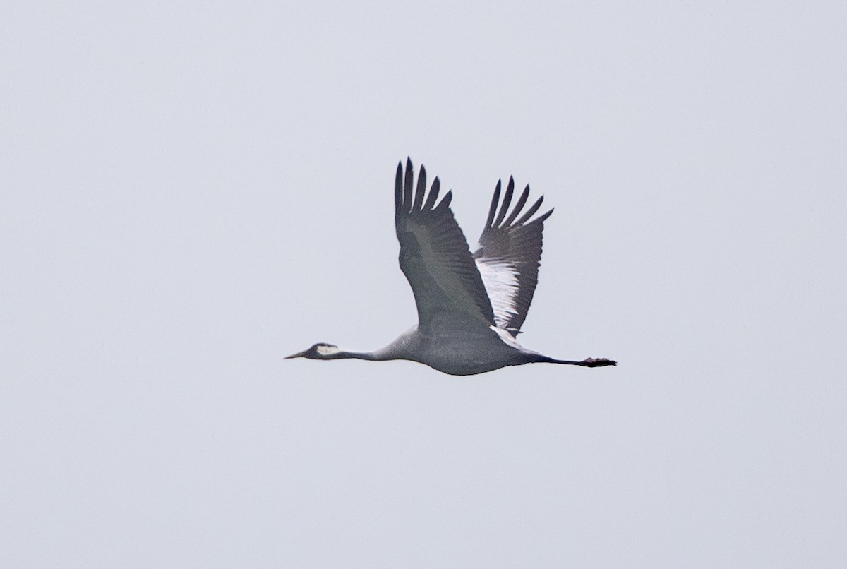 עגור אפור - ML646387224