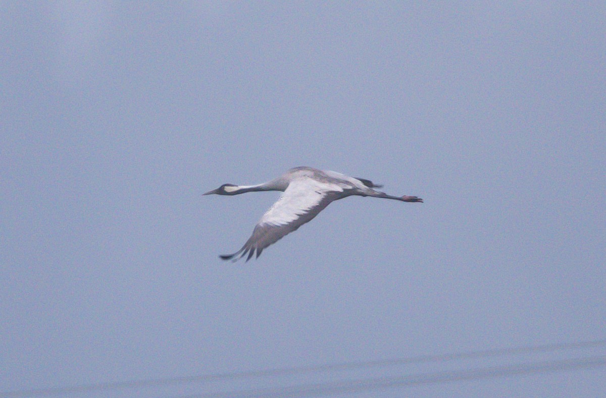 עגור אפור - ML646387227