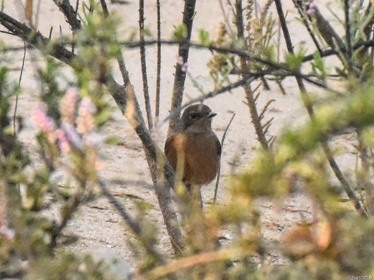 Pied Bushchat - ML646387229