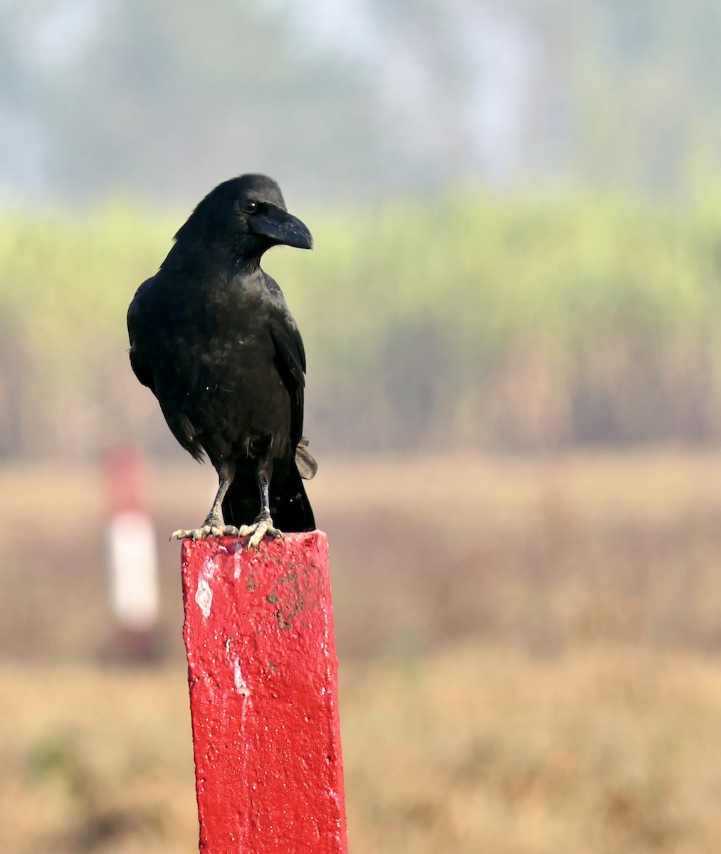Large-billed Crow - ML646387230