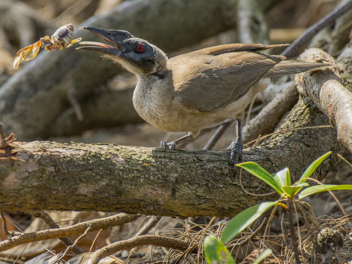 Helmeted Friarbird (Hornbill) - ML646387232