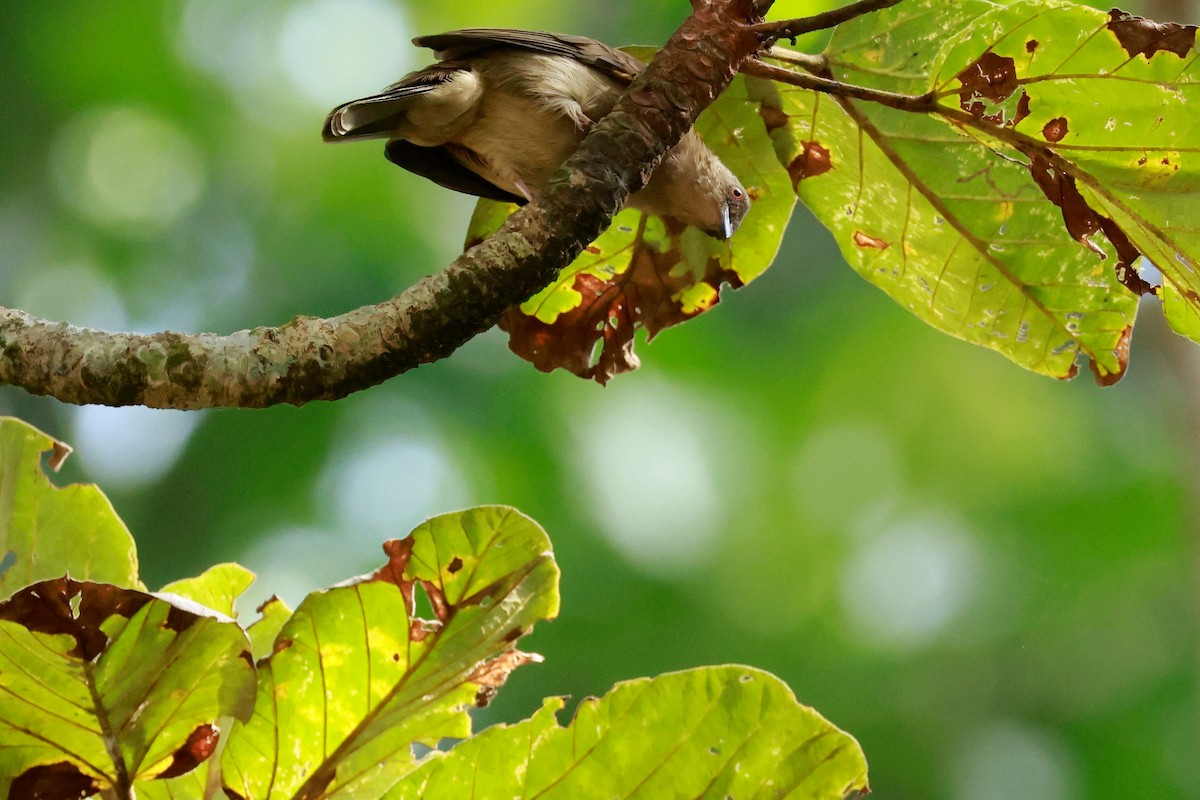 Red-eyed Bulbul - ML646387233