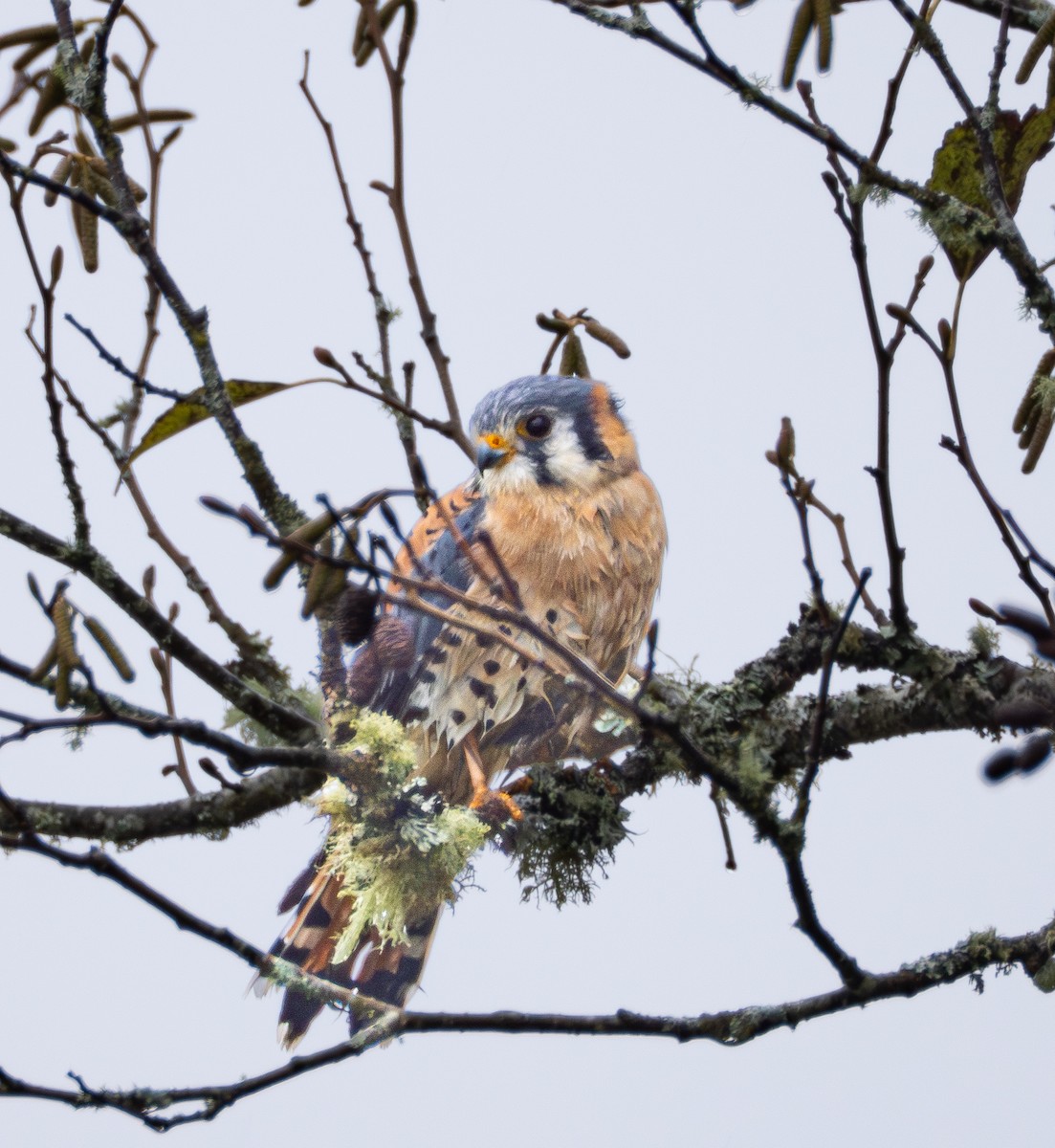 American Kestrel - ML646387234