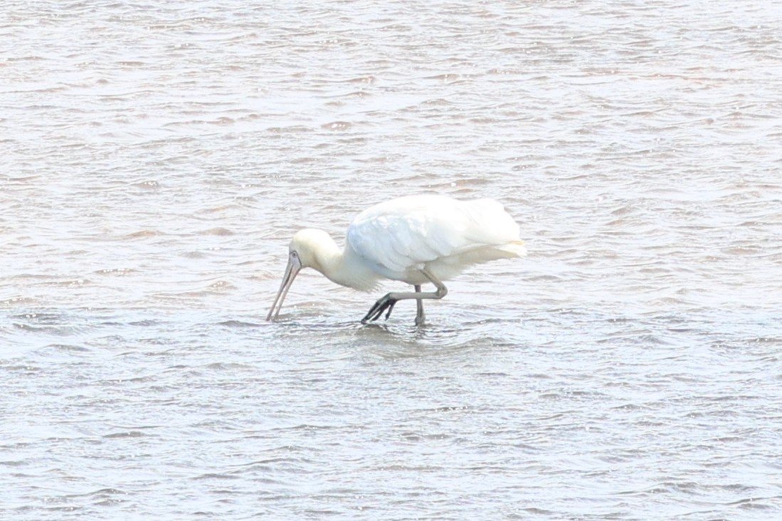Yellow-billed Spoonbill - ML646387235