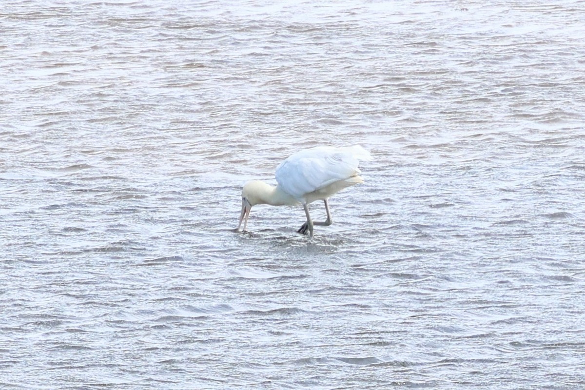 Yellow-billed Spoonbill - ML646387236