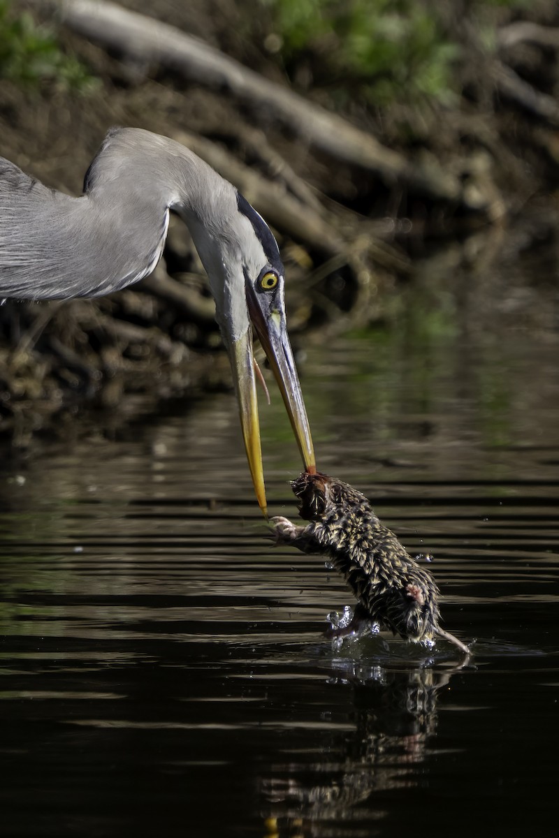Great Blue Heron - ML646387240