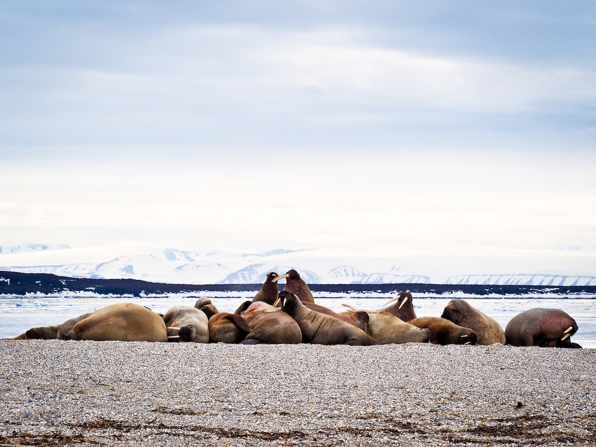 Walrus - ML646387241