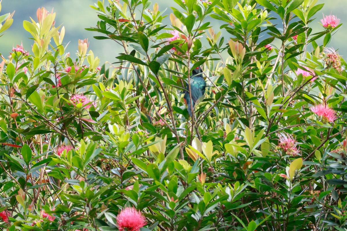 Malay Sığırcığı - ML646387242