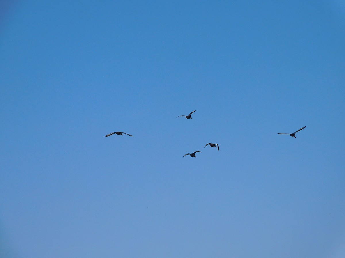 Hardhead - ML646387243