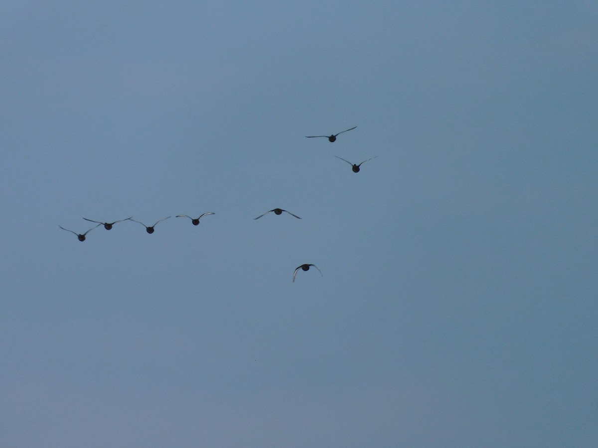 Hardhead - ML646387244