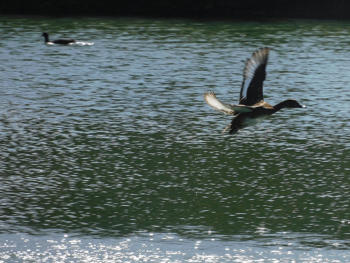 Hardhead - ML646387245