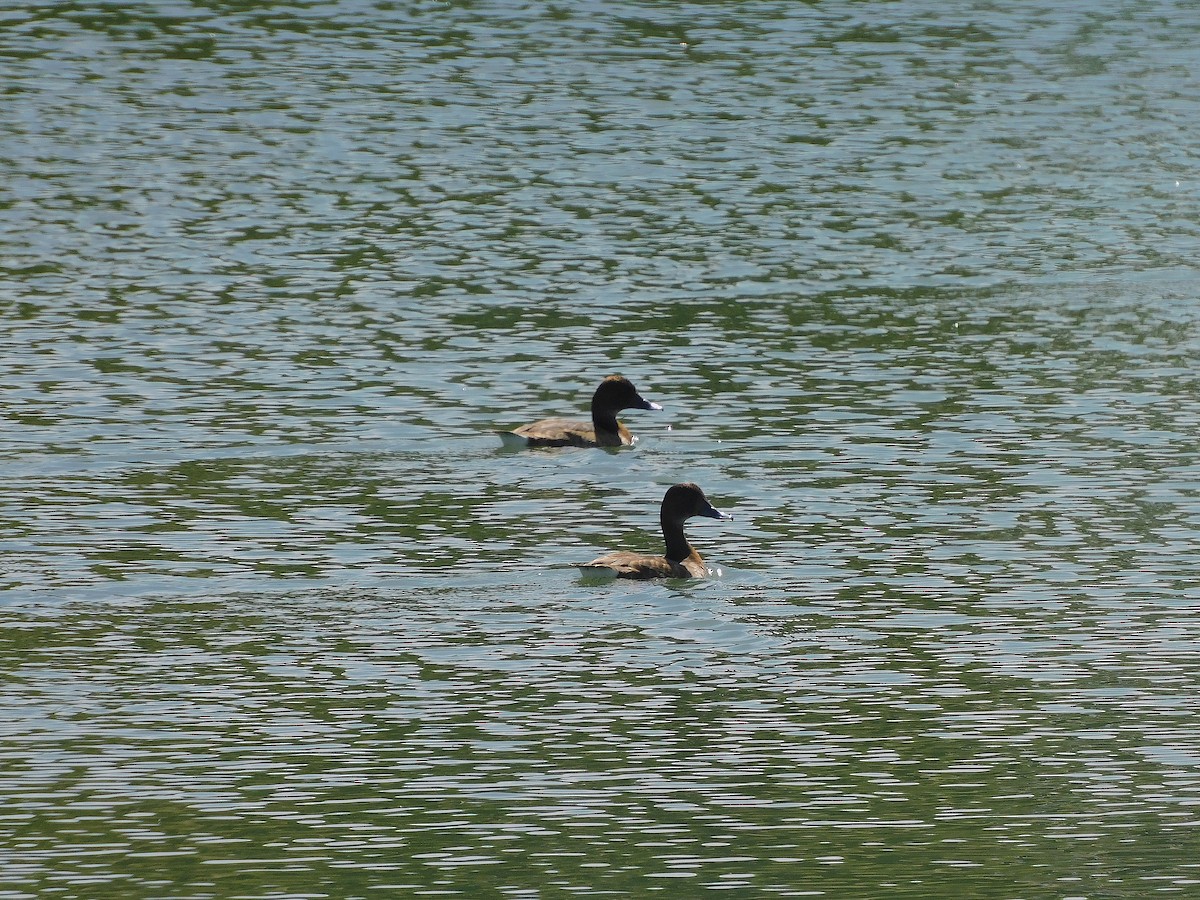 Hardhead - ML646387246