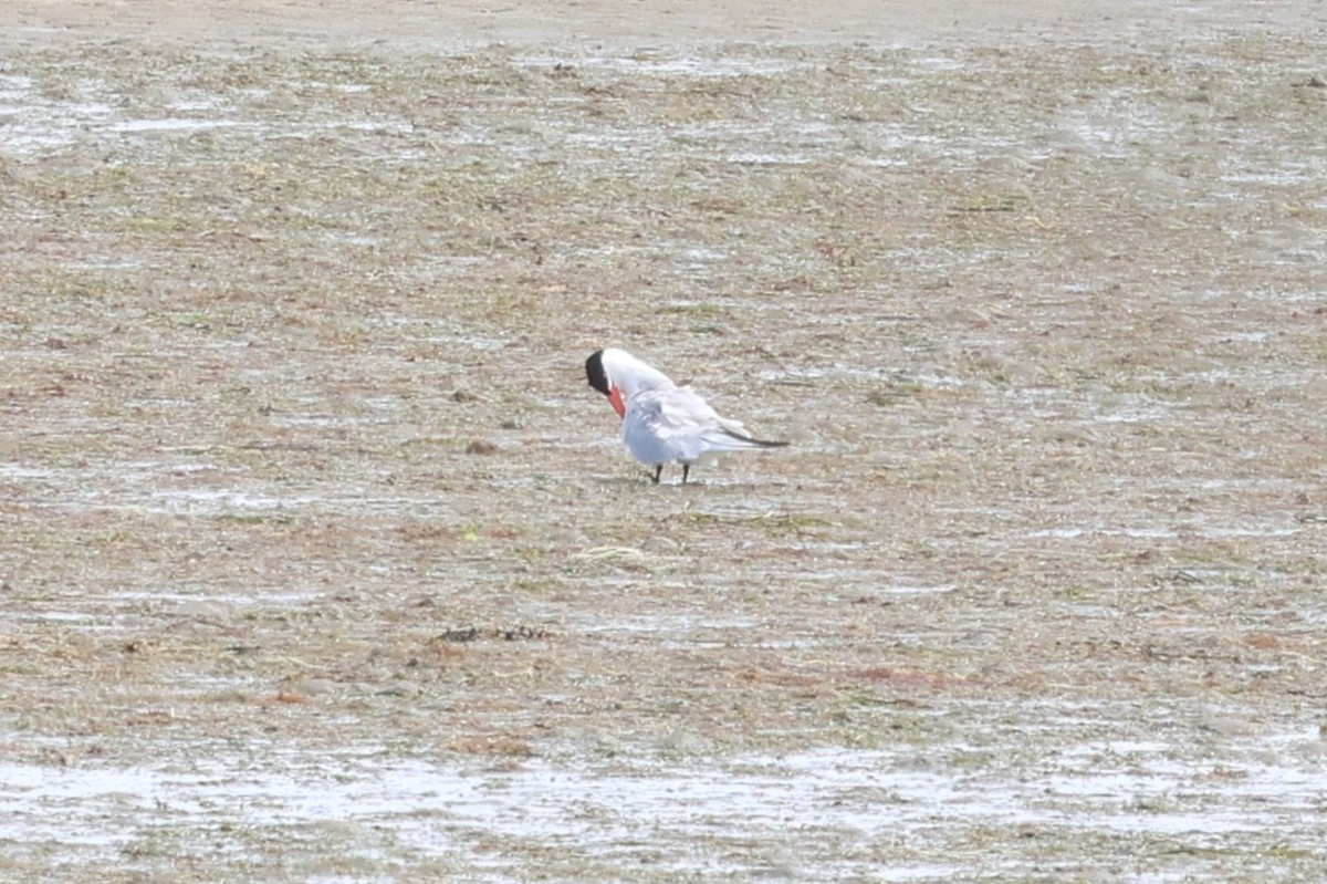 Caspian Tern - ML646387247