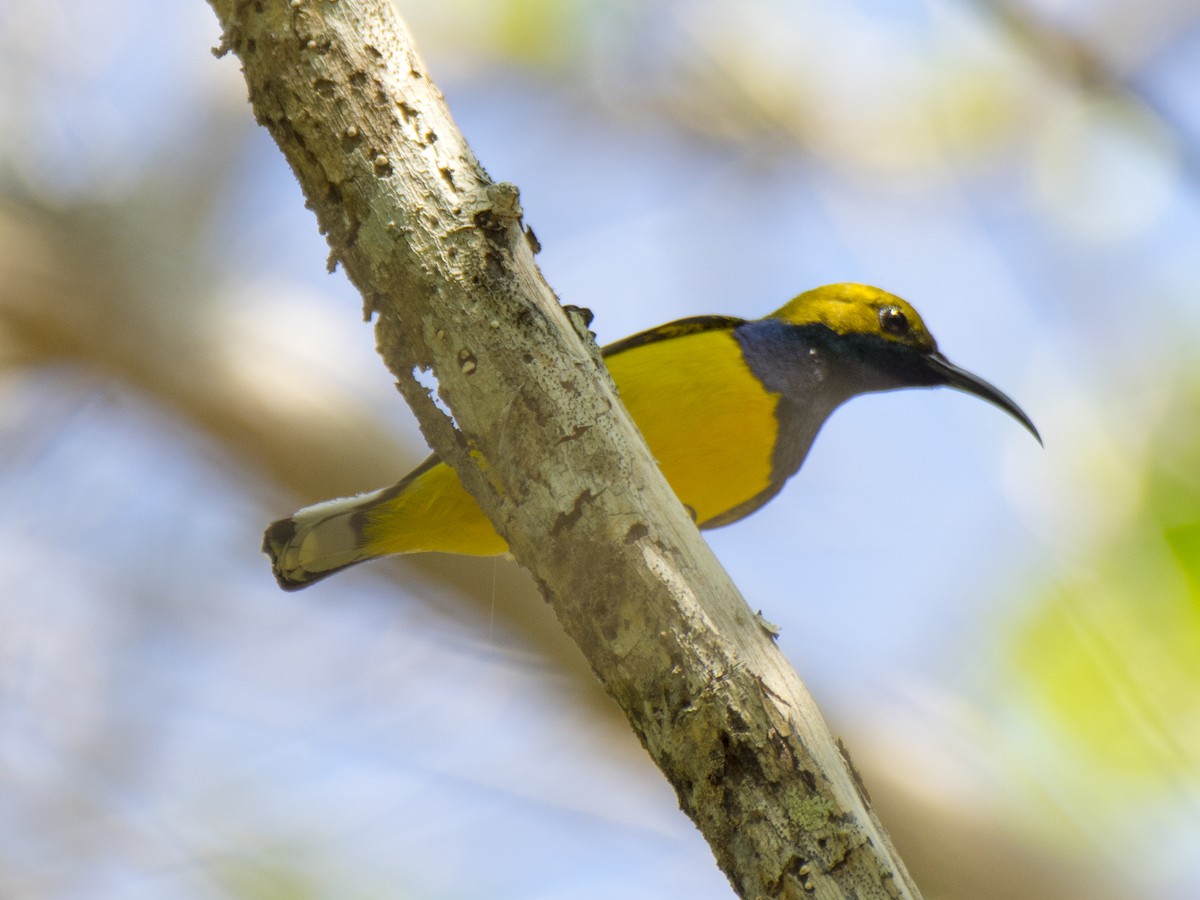 Sahul Sunbird - ML646387248