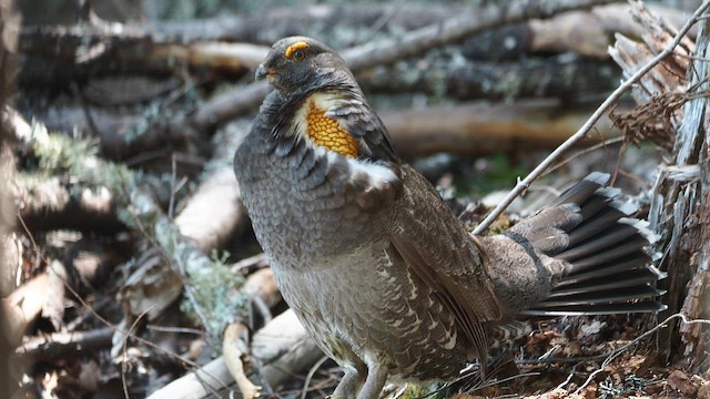 Sooty Grouse - ML646387250