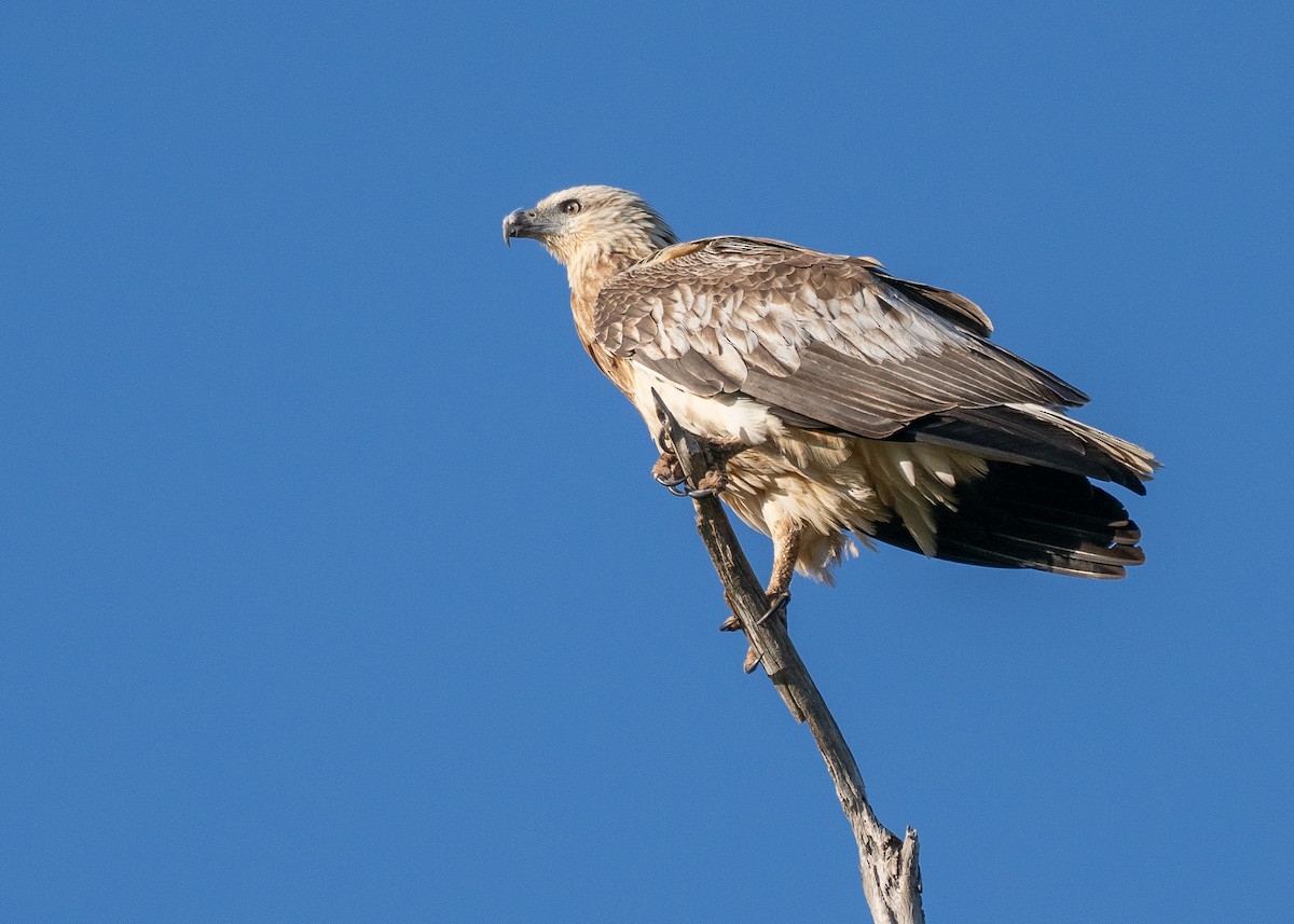 White-bellied Sea-Eagle - ML646387251