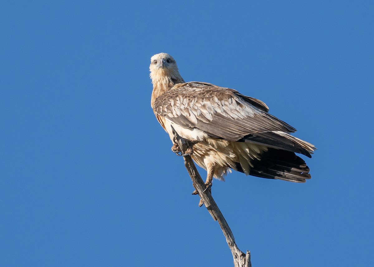 hvitbukhavørn - ML646387252