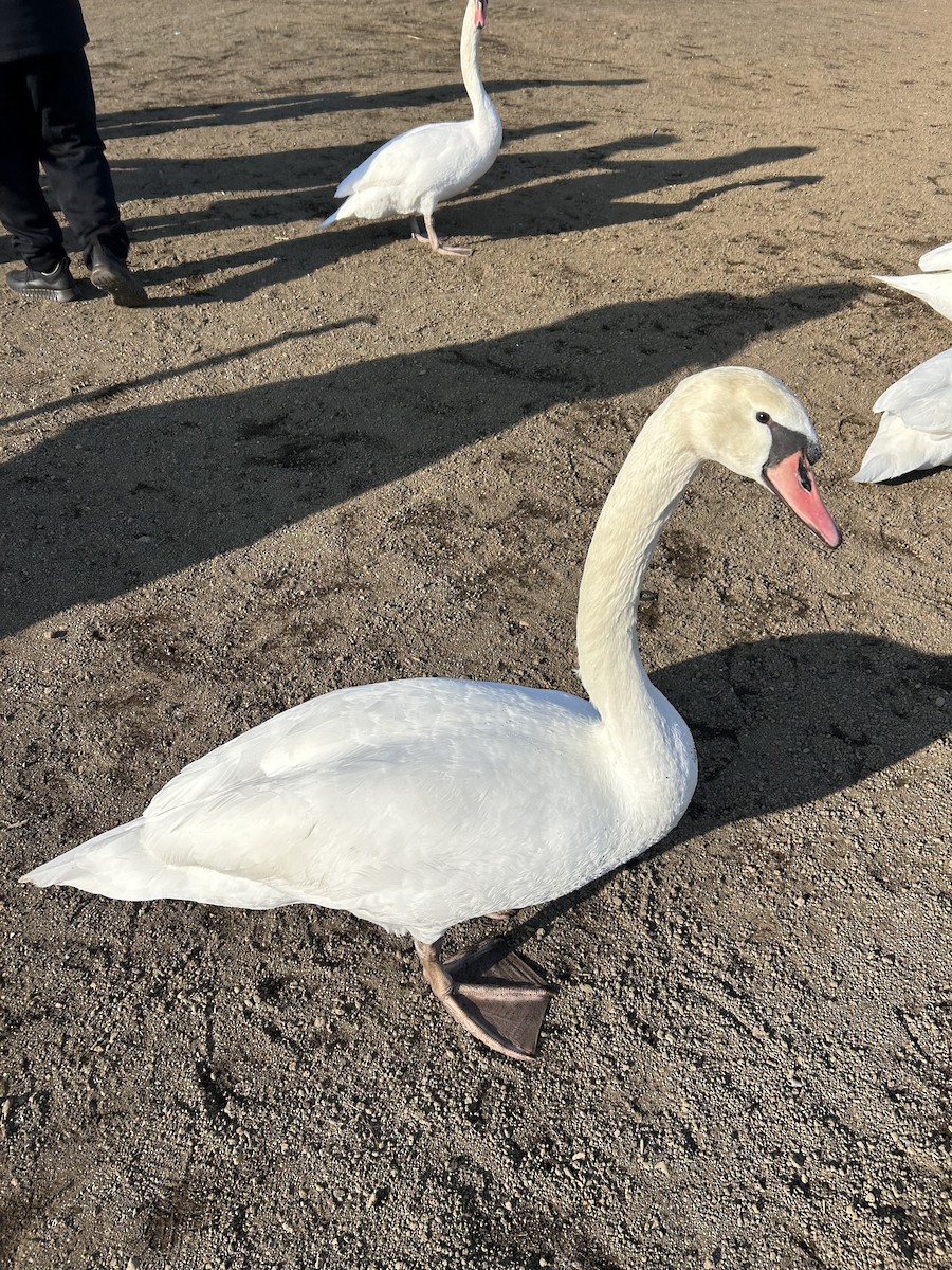 疣鼻天鵝 - ML646387253