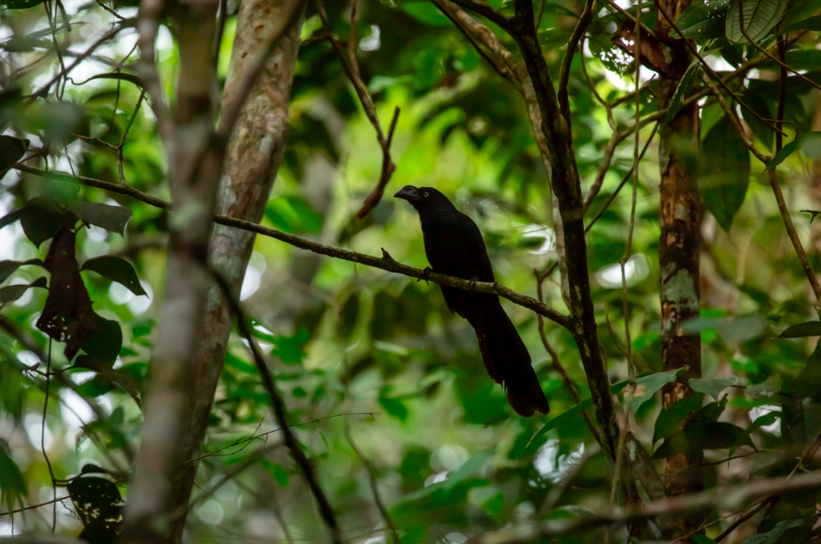 Greater Ani - ML646387254