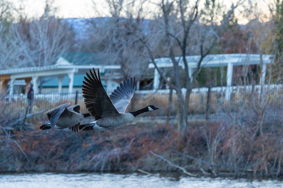Canada Goose - ML646387255