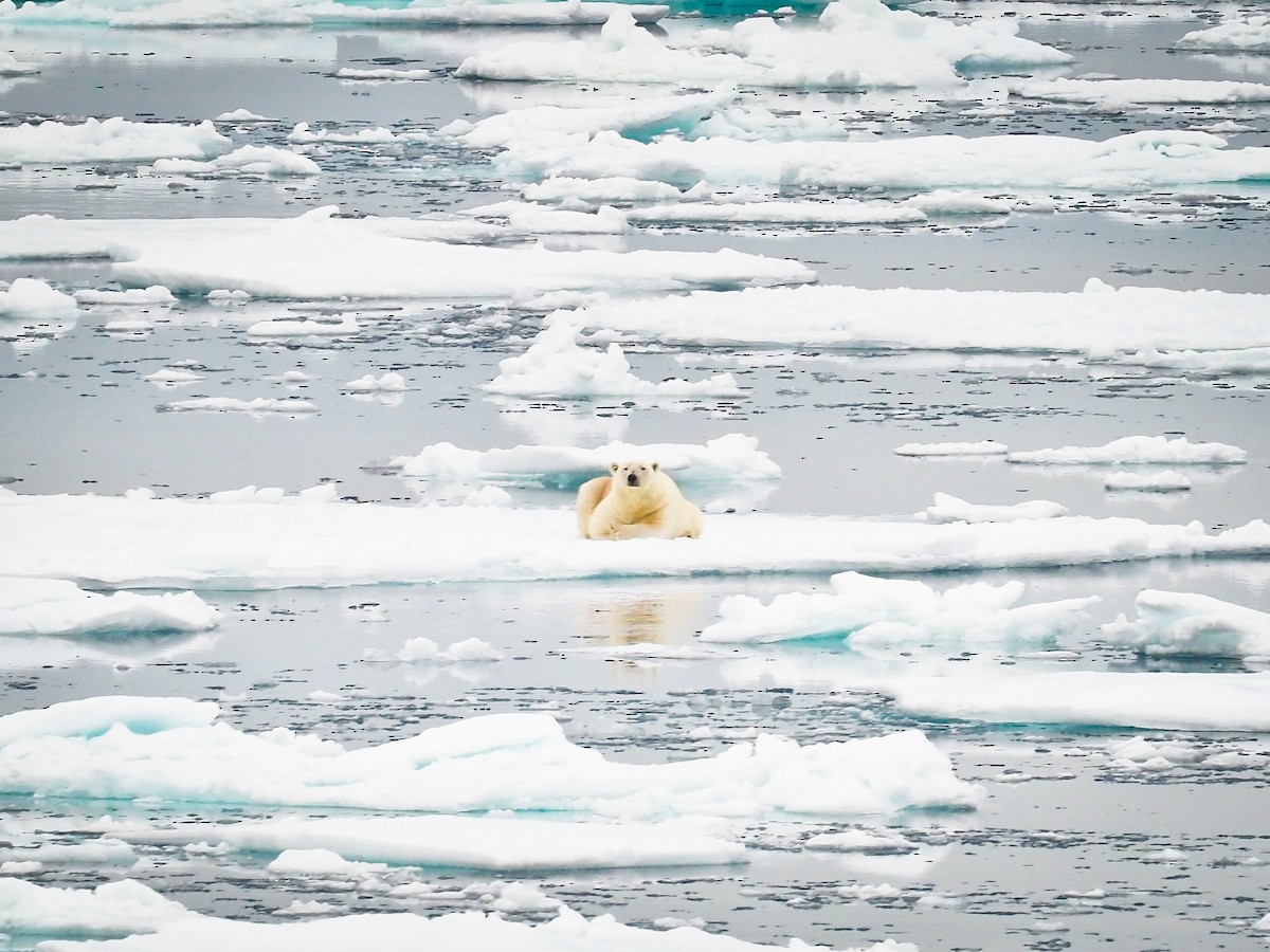 Polar Bear - ML646387256