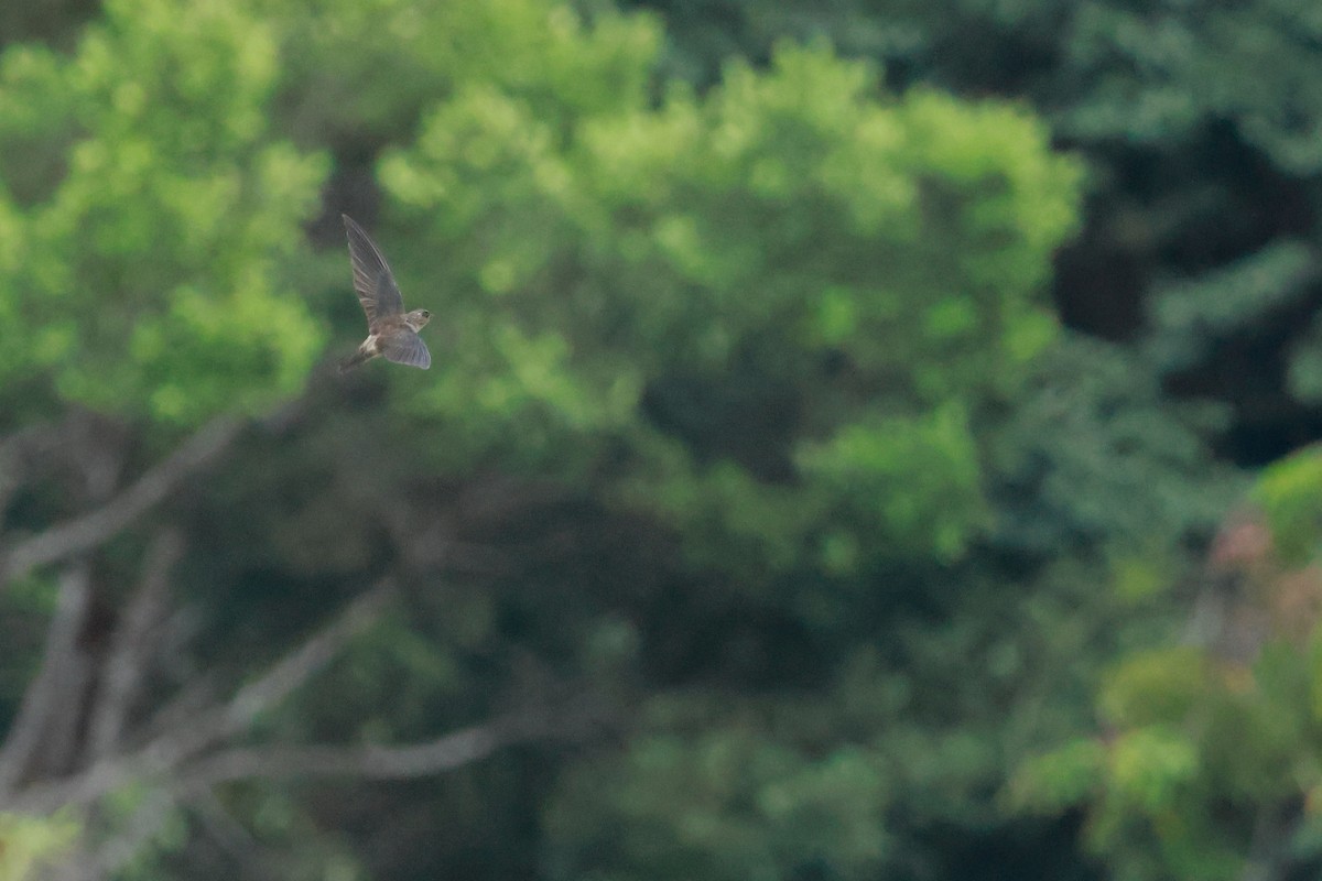 husseiler - ML646387257