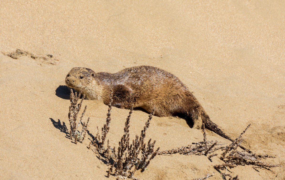 Animals - ML646387258